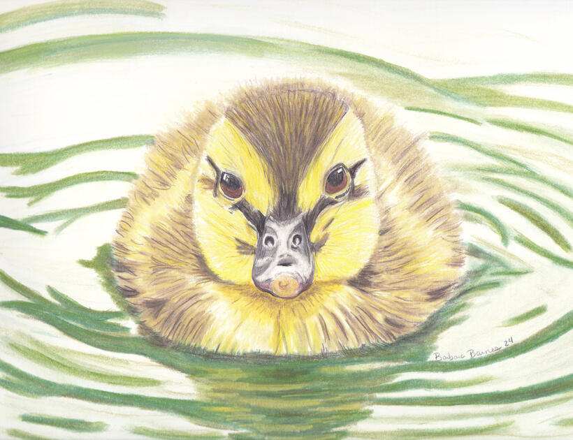 Duckling swimming across a pond drawn with colored pencils on hot press watercolor paper.