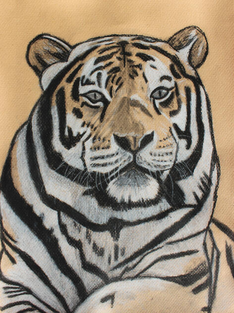 Amur Tiger